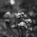 Frozen Rose Bush - Black and White Royalty Free Stock Photo